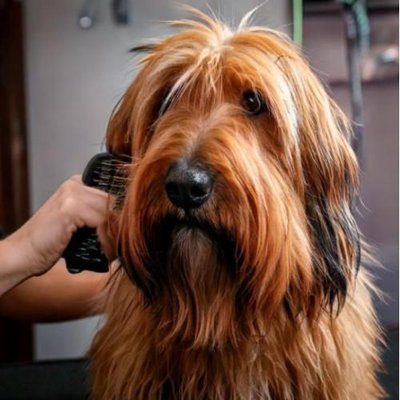 Briard - photo 14