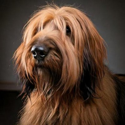 Briard - photo 15