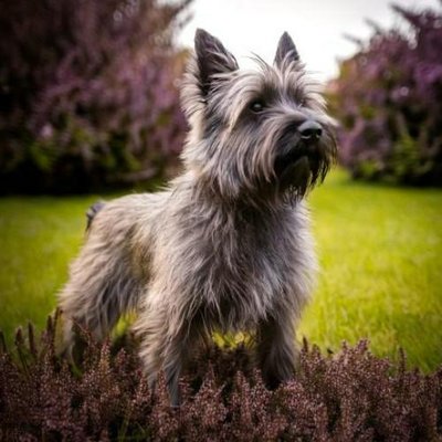 Cairn Terrier - photo 1