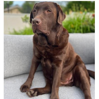 Labrador Retriever - photo 1