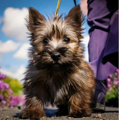 Cairn Terrier - photo 5
