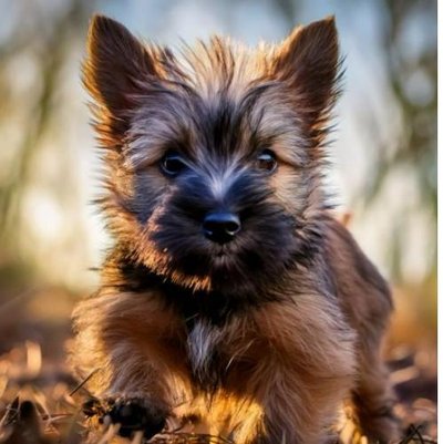 Cairn Terrier - photo 7