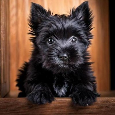 Cairn Terrier - photo 10