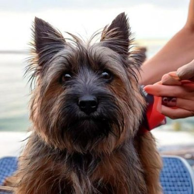 Cairn Terrier - photo 14