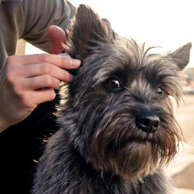 Cairn Terrier - photo 15