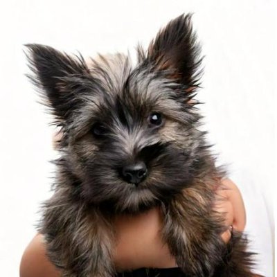Cairn Terrier - photo 18