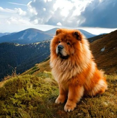 Chow Chow - photo 1