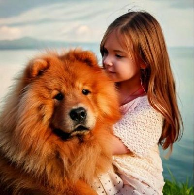 Chow Chow - photo 6