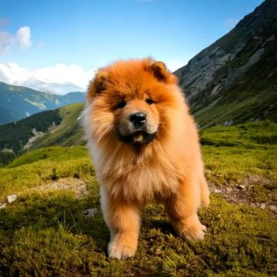 Chow Chow - photo 7