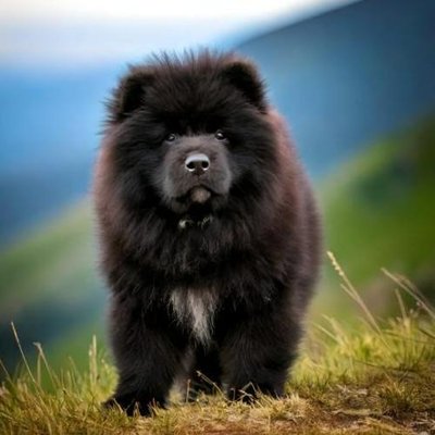Chow Chow - photo 8