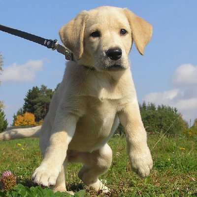 Labrador Retriever - photo 9