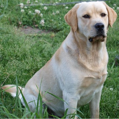 Labrador Retriever - photo 10
