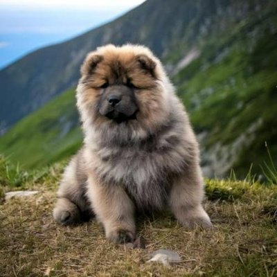 Chow Chow - photo 10