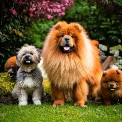 Chow Chow - photo 14