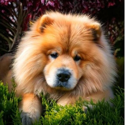 Chow Chow - photo 15