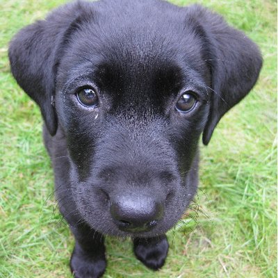 Labrador Retriever - photo 7