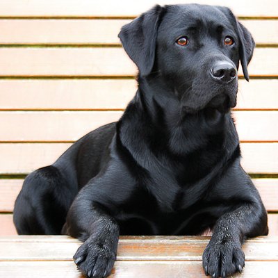 Labrador Retriever - photo 8