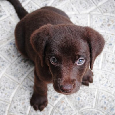 Labrador Retriever - photo 11