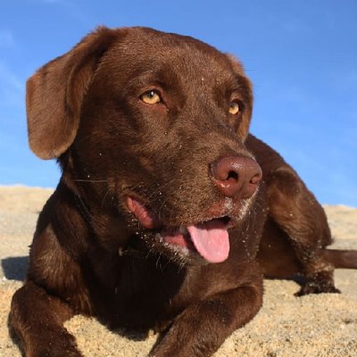 Labrador Retriever - photo 12