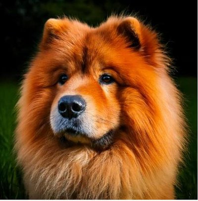 Chow Chow - photo 17