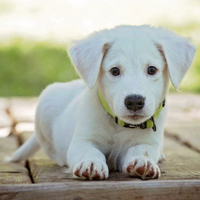 Labrador Retriever - photo 13