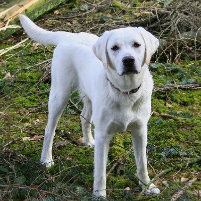 Labrador Retriever - photo 14