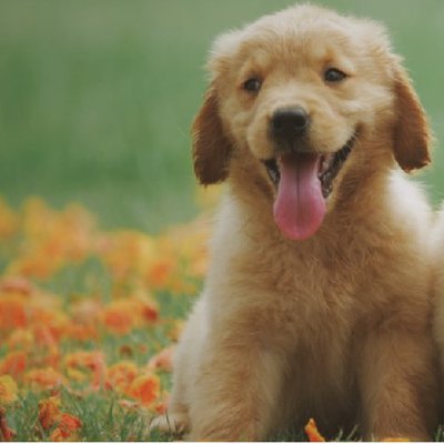Labrador Retriever - photo 15