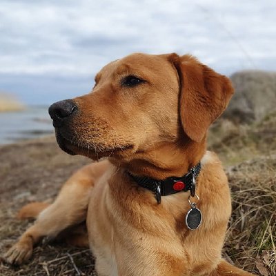 Labrador Retriever - photo 16