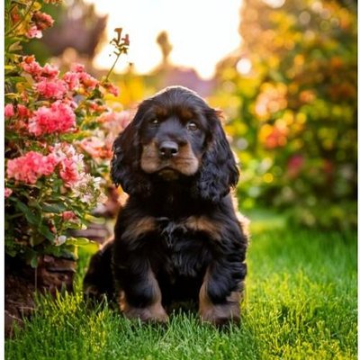 Cocker Américain - photo 10