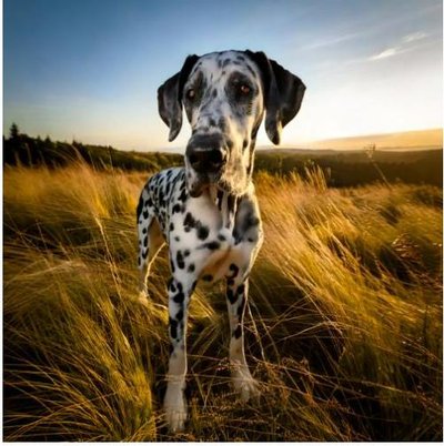 Dogue Allemand - Danois - photo 1