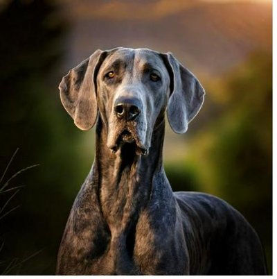 Dogue Allemand - Danois - photo 2