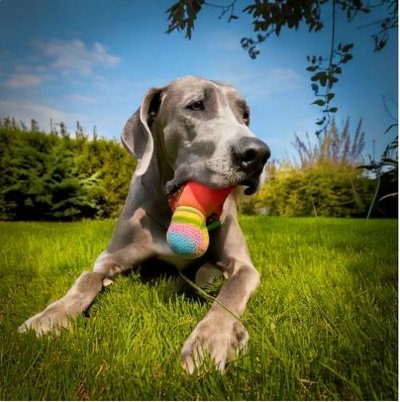 Dogue Allemand - Danois - photo 3
