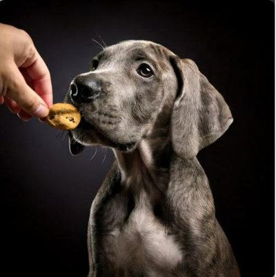 Dogue Allemand - Danois - photo 5
