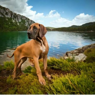 Dogue Allemand - Danois - photo 7