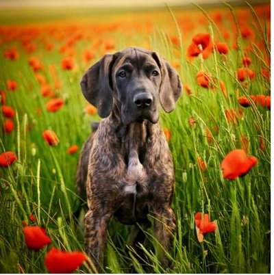 Dogue Allemand - Danois - photo 8