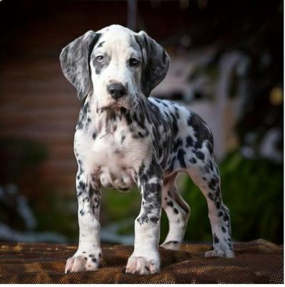 Dogue Allemand - Danois - photo 9