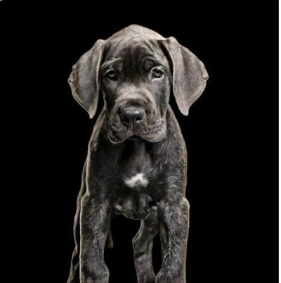 Dogue Allemand - Danois - photo 10