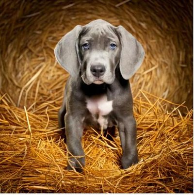 Dogue Allemand - Danois - photo 11
