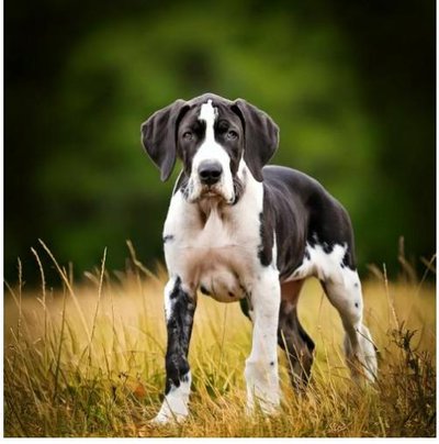 Dogue Allemand - Danois - photo 12
