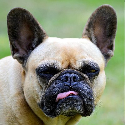 Bouledogue Français - photo 13