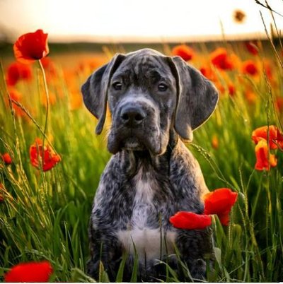 Dogue Allemand - Danois - photo 13