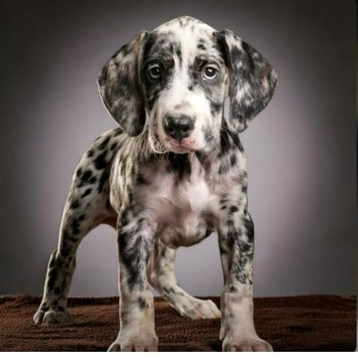 Dogue Allemand - Danois - photo 14