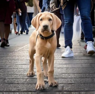 Dogue Allemand - Danois - photo 16