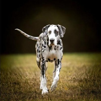 Dogue Allemand - Danois - photo 17