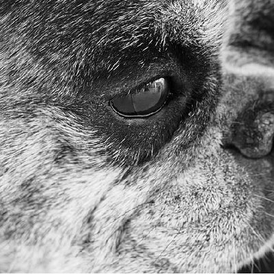 Bouledogue Français - photo 2