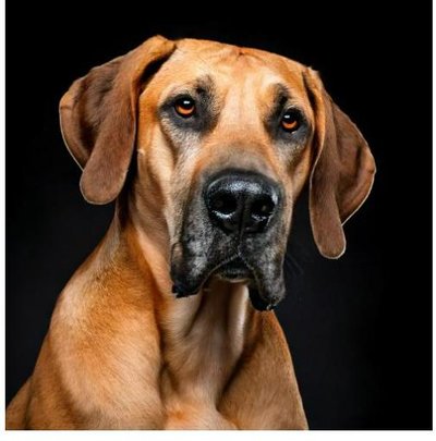 Dogue Allemand - Danois - photo 19