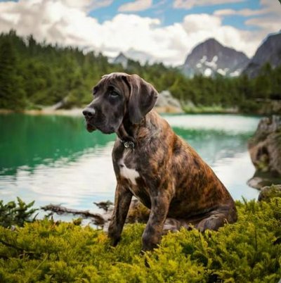 Dogue Allemand - Danois - photo 2