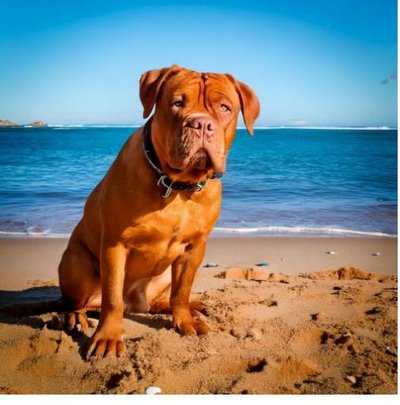 Dogue de Bordeaux - photo 1