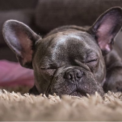Bouledogue Français - photo 3