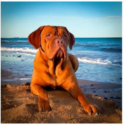 Dogue de Bordeaux - photo 4